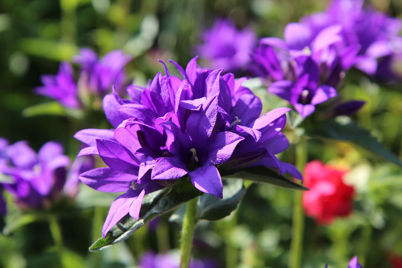 flowers  purple flowers  flowering free photo