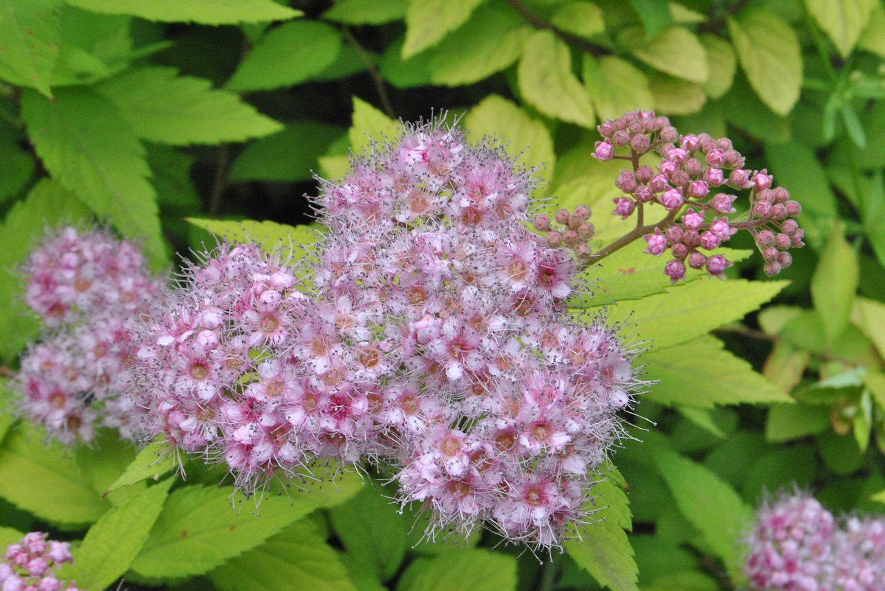 flowers  behold  nature free photo