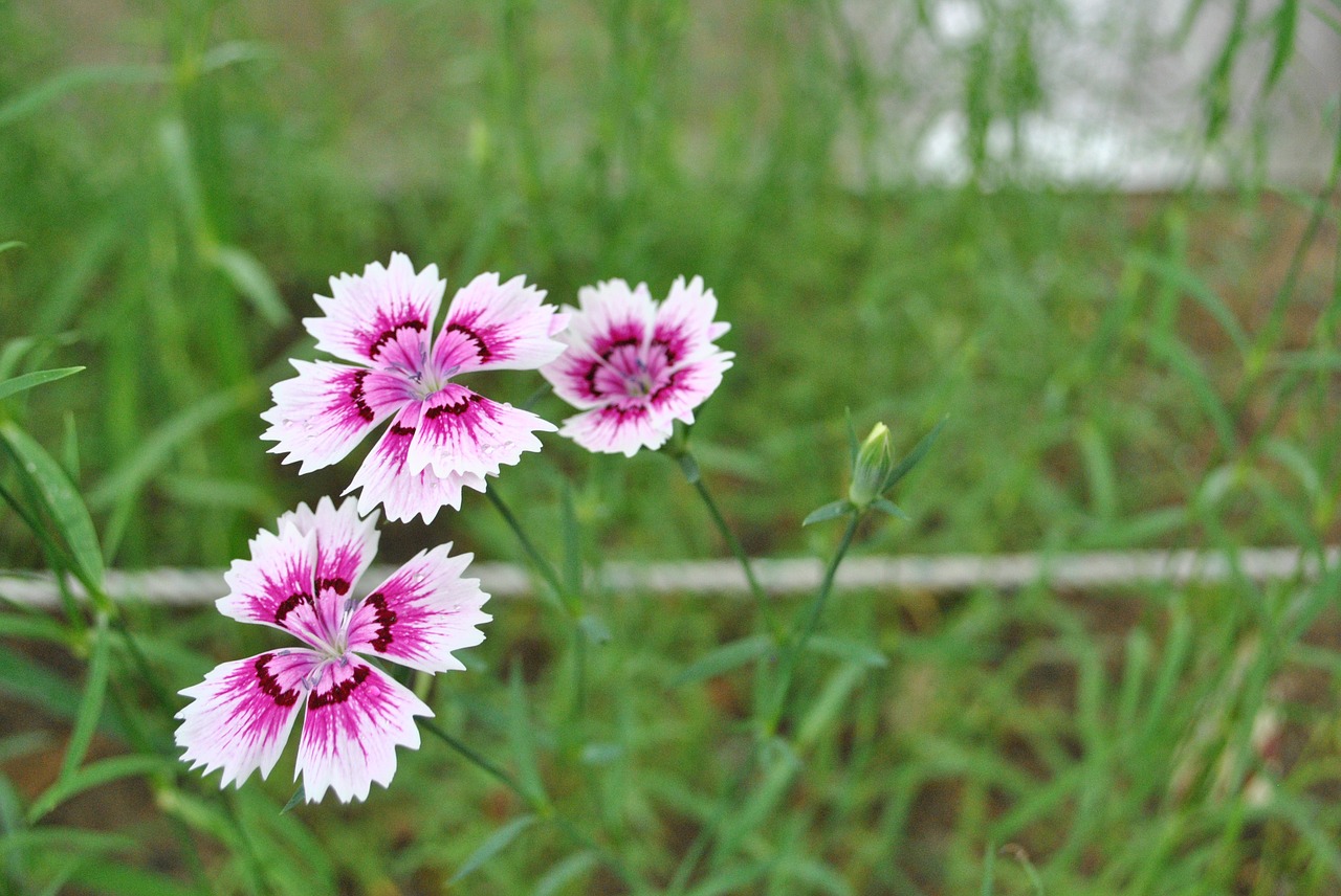 flowers  behold  forest free photo