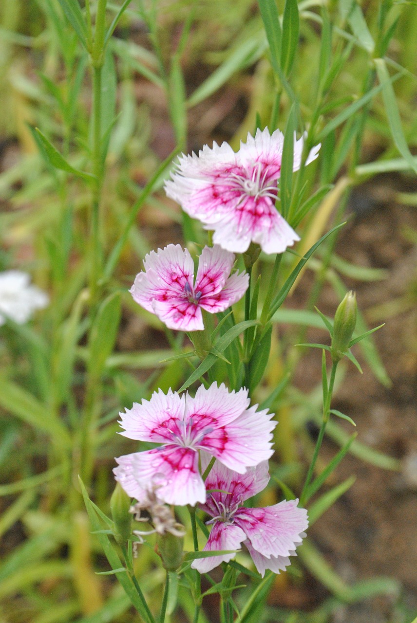 flowers  behold  forest free photo