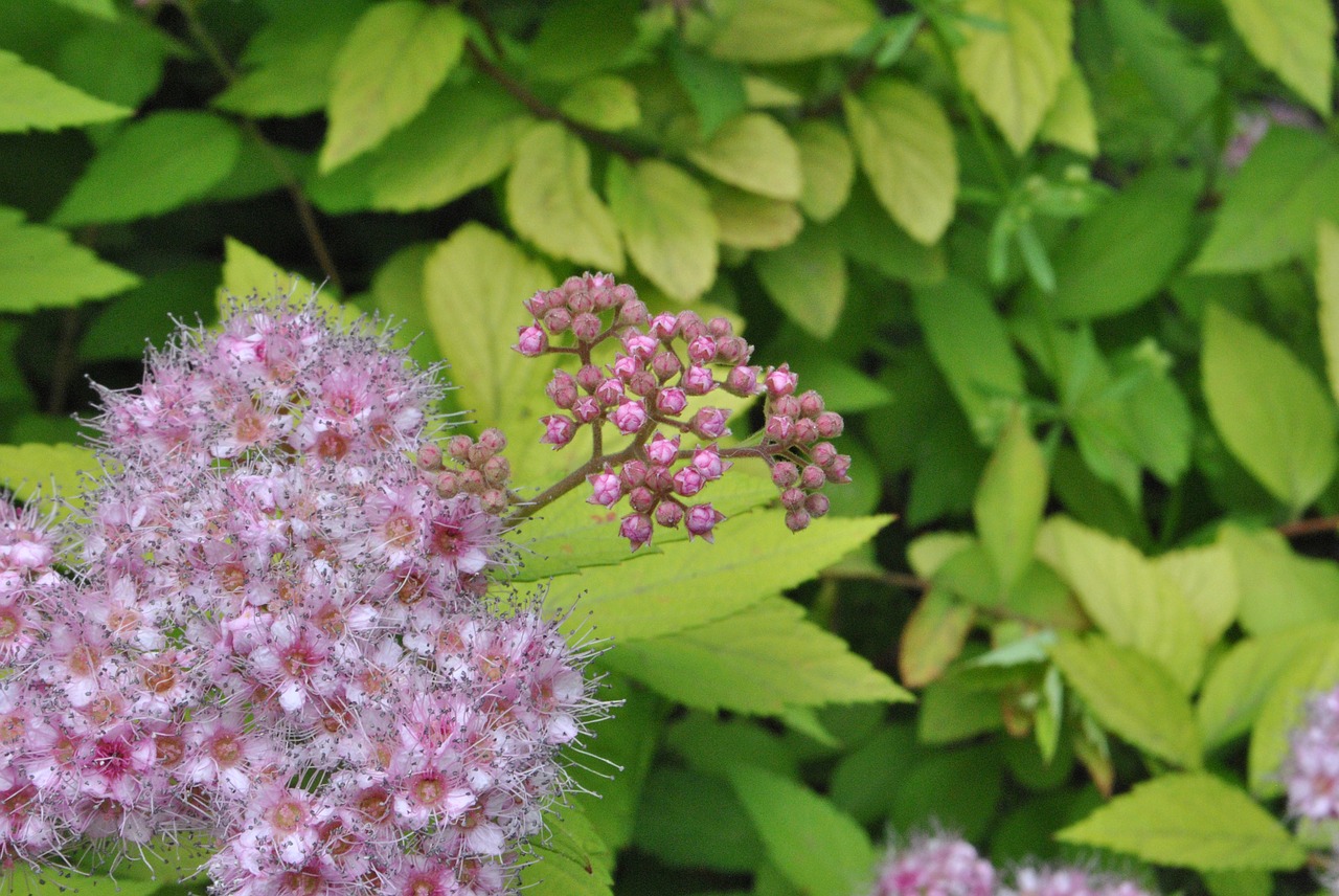 flowers  behold  nature free photo