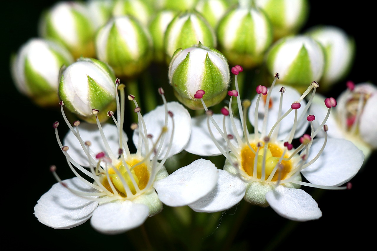 flowers  plant  nature free photo