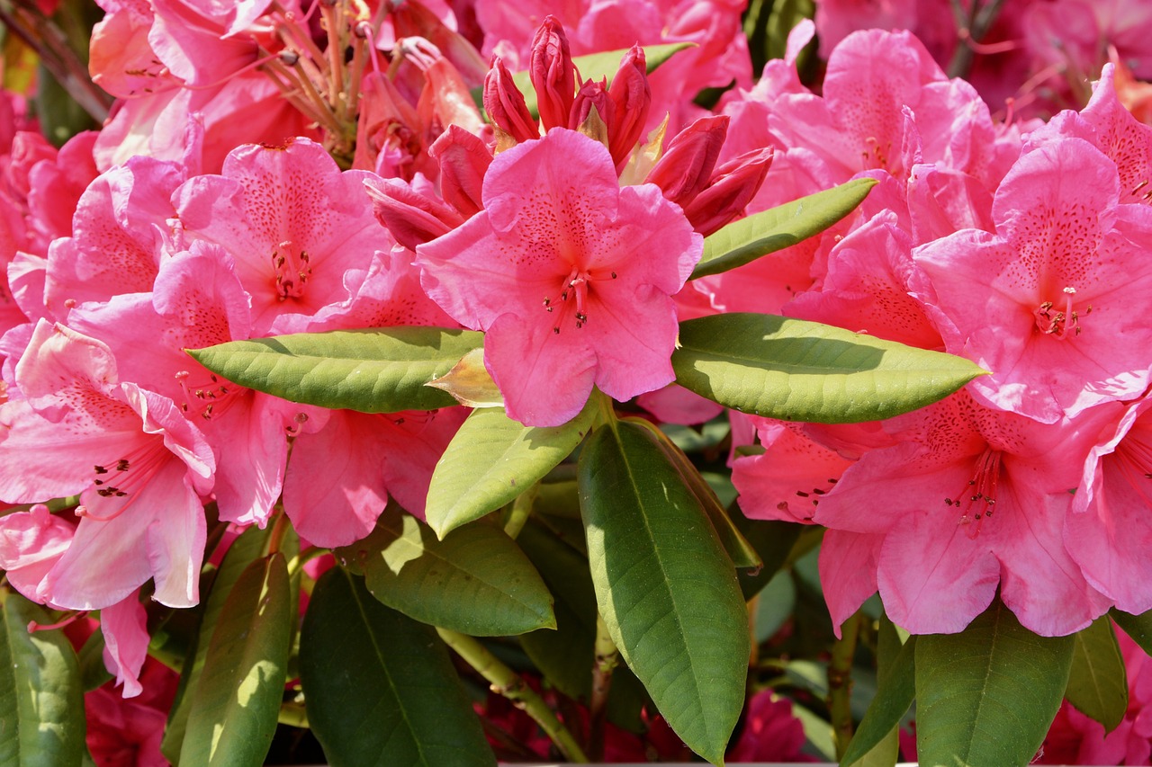 flowers  spring flowers  rhododendron pink free photo