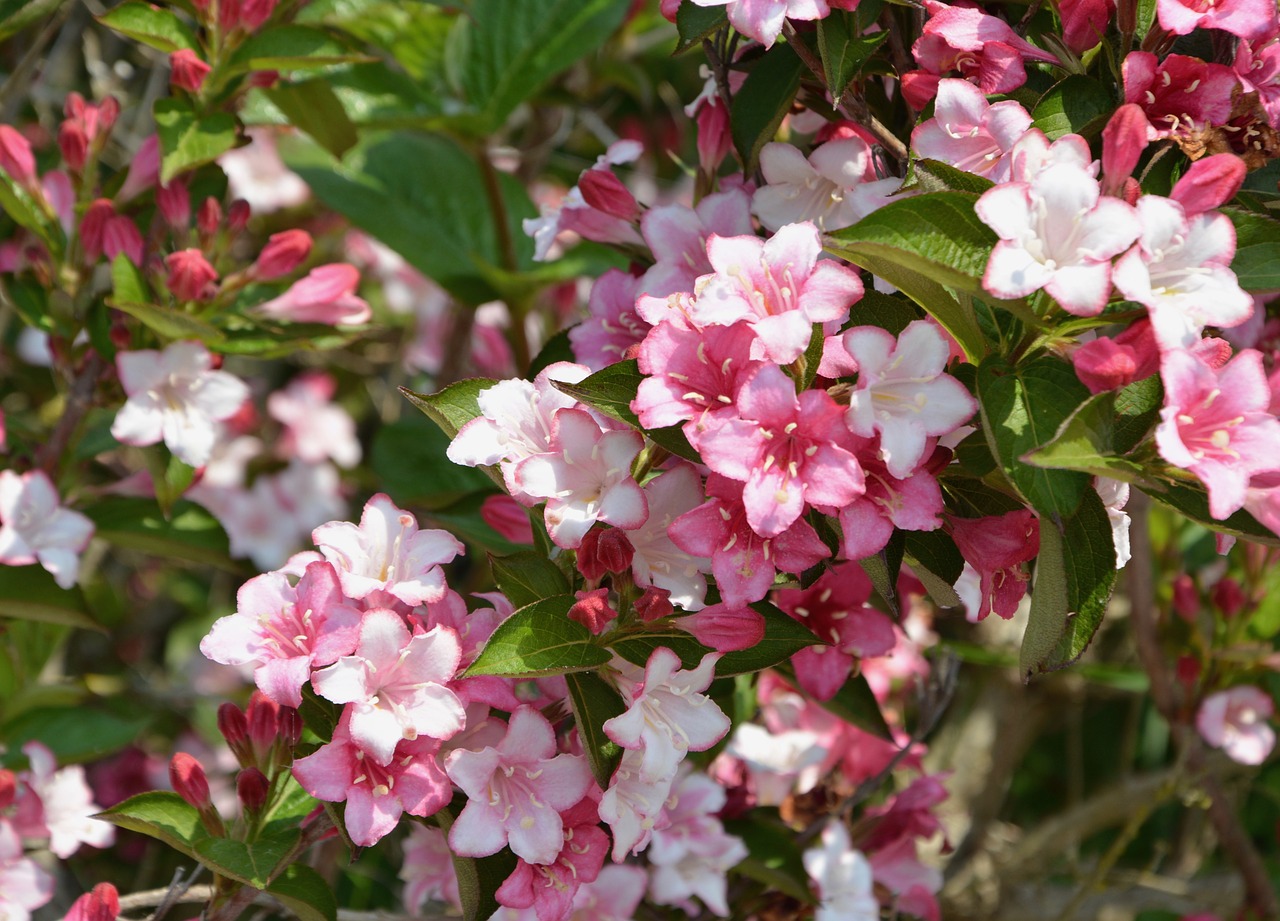 flowers  flowers flowers  flora free photo