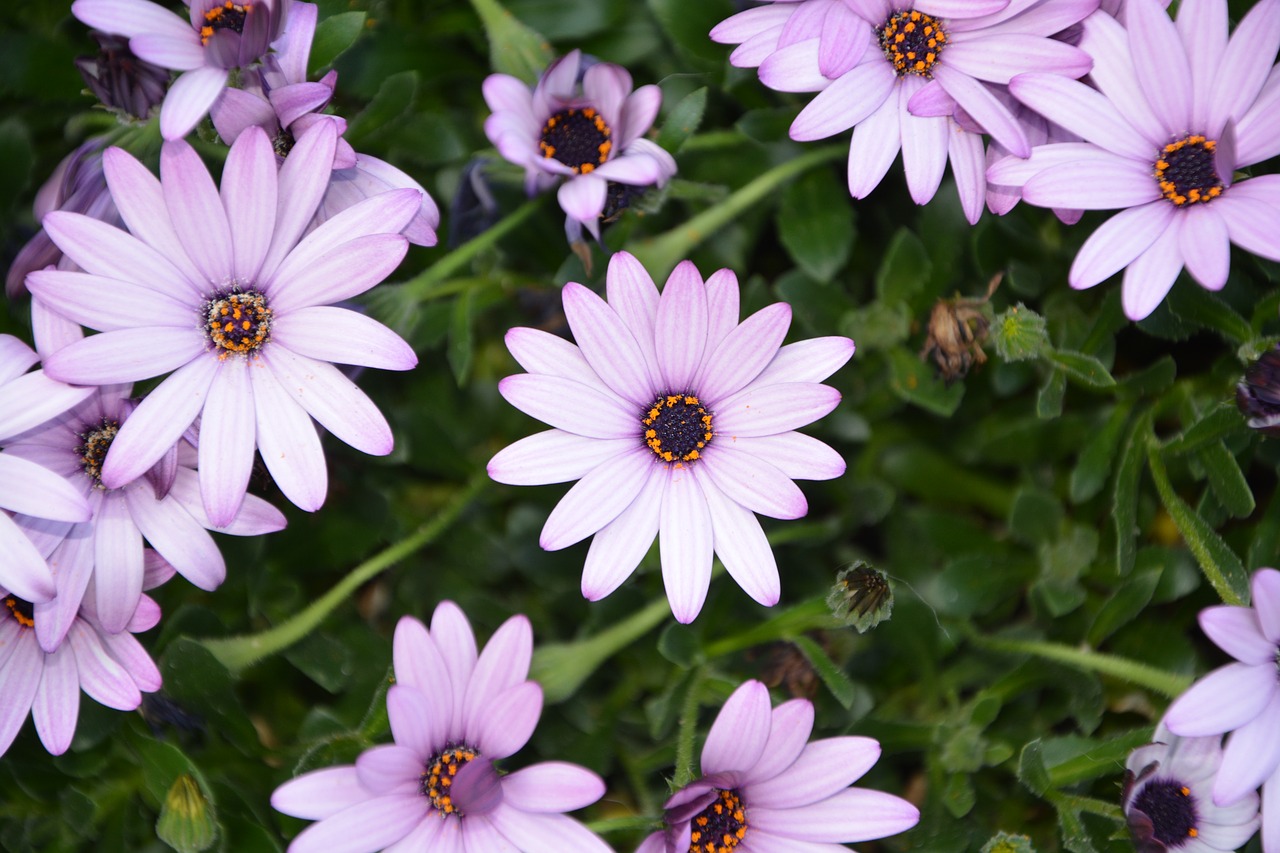 flowers  flowers flowers  flora free photo