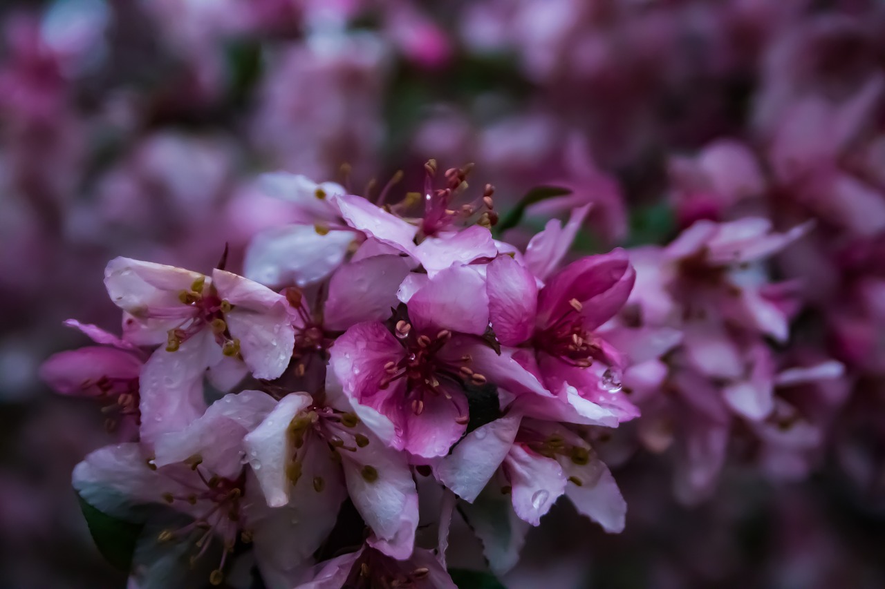 flowers  plants  buds free photo