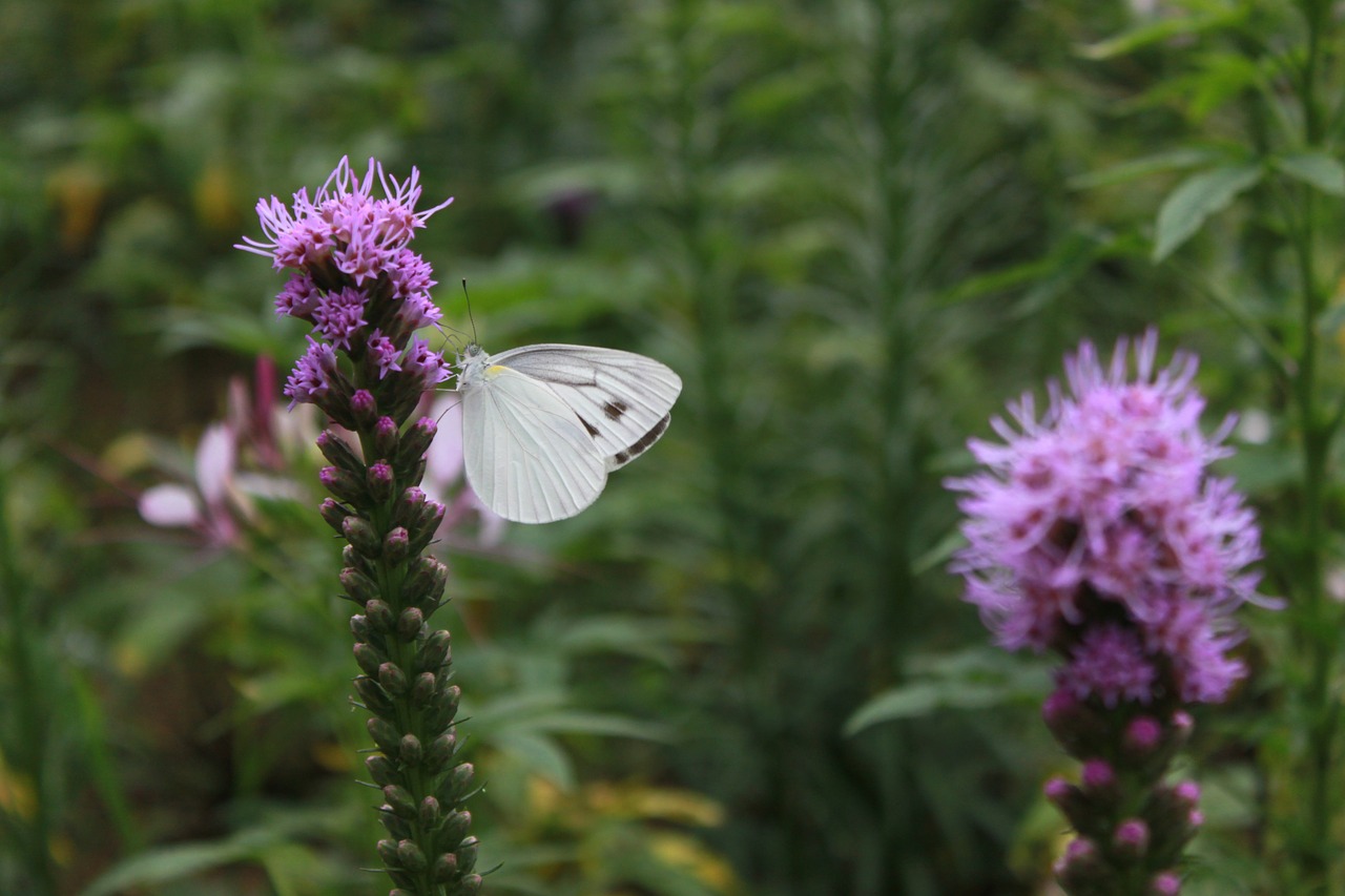 flowers  butterfly  nature free photo