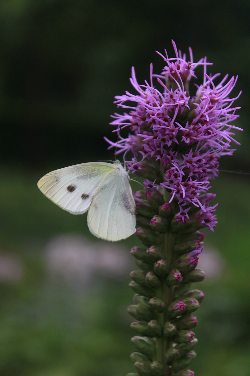 flowers  butterfly  nature free photo