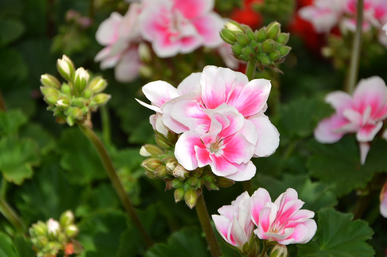 flowers  soft pink flowers with white geranium  managed free photo