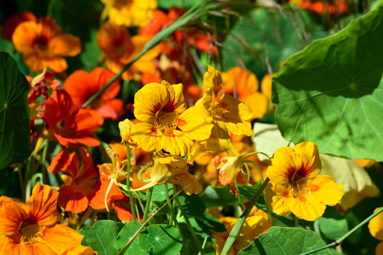 flowers  orange  yellow free photo