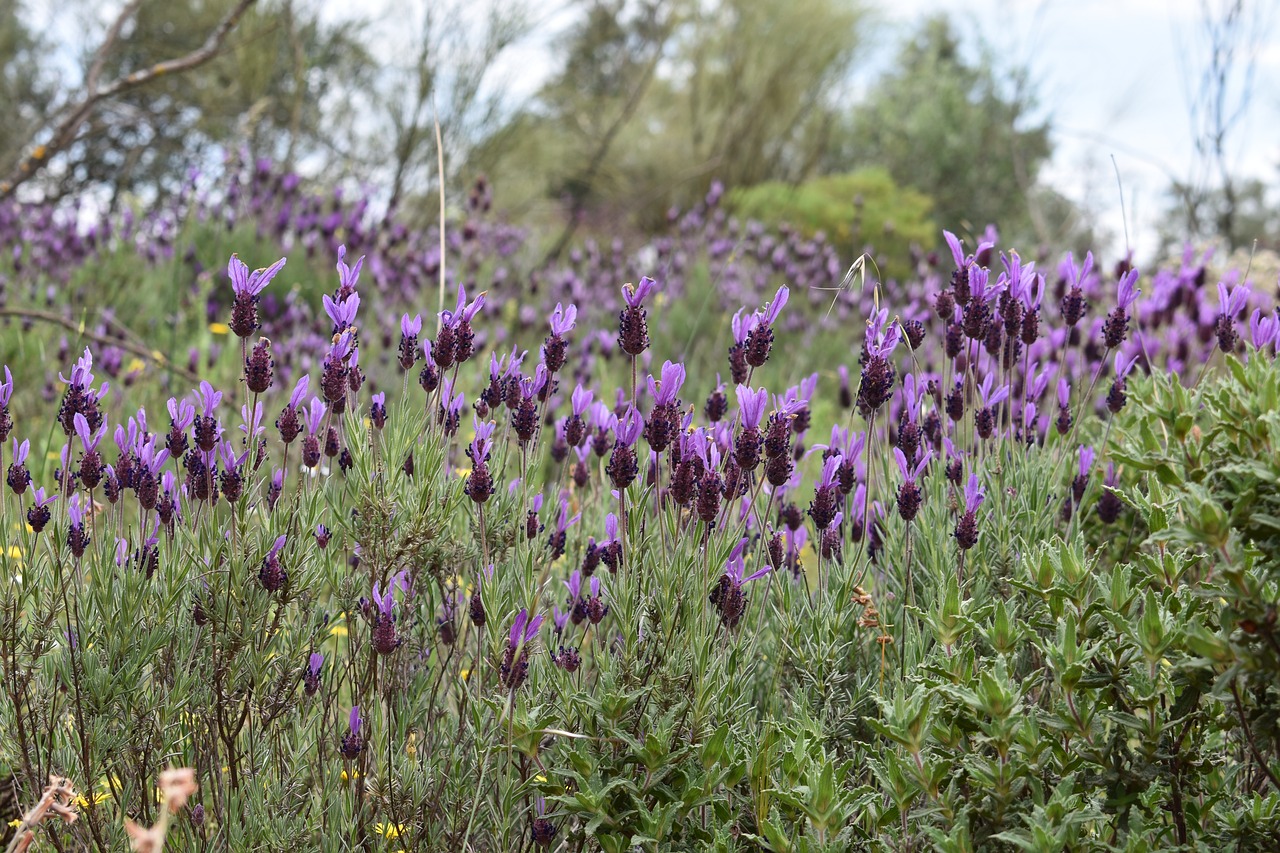 flowers  spring  flower free photo