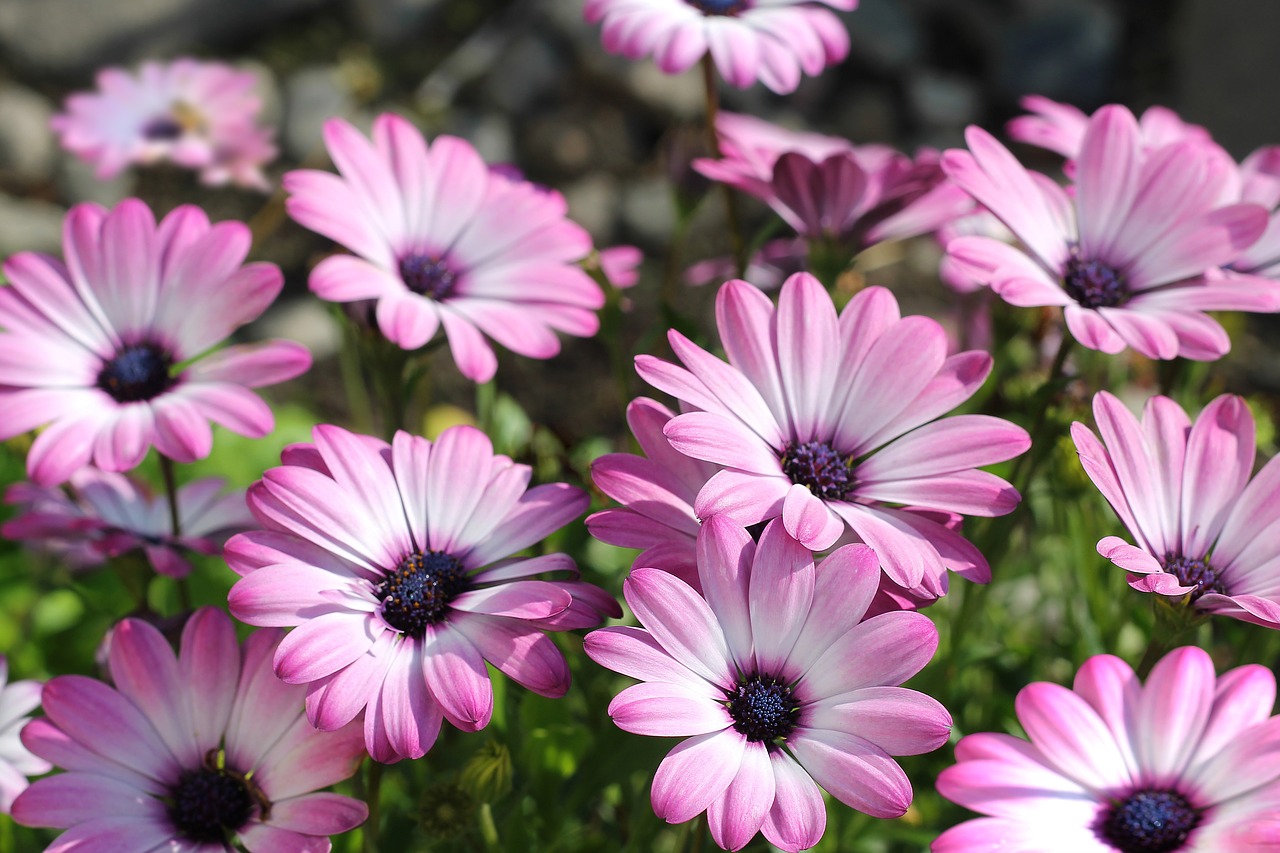 flowers  pink flowers  plants free photo