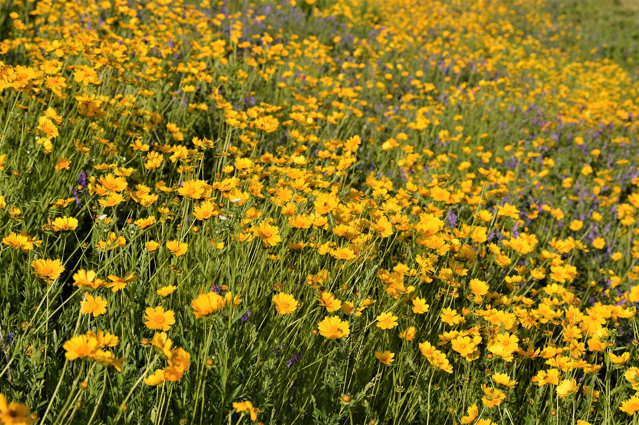 flowers  flower garden  nature free photo