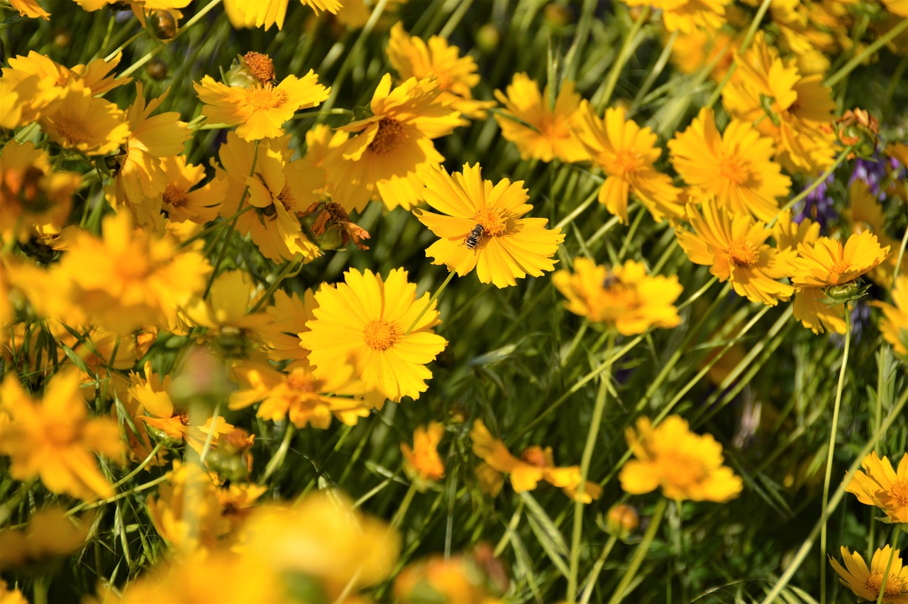 flowers  wildflower  yellow flower free photo