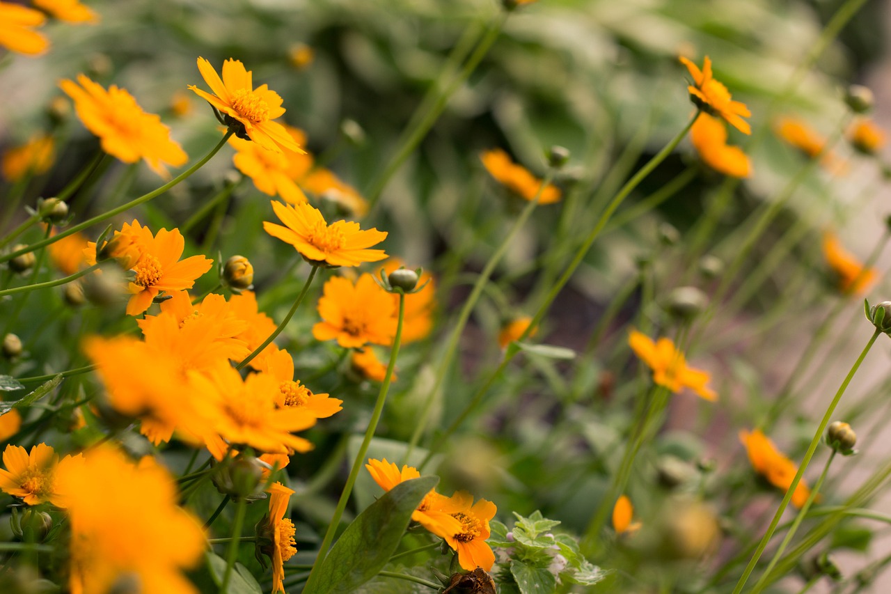 flowers  orange  nature free photo