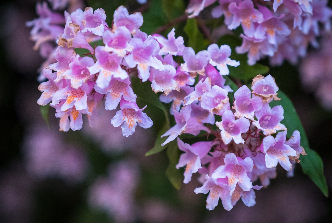 flowers  pink  white free photo