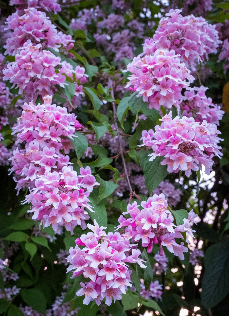 flowers  pink  white free photo