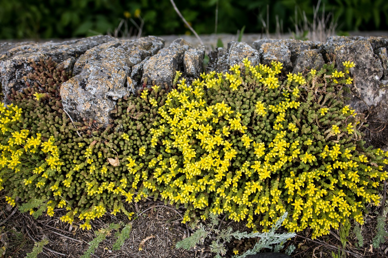 flowers  wall  blossom free photo