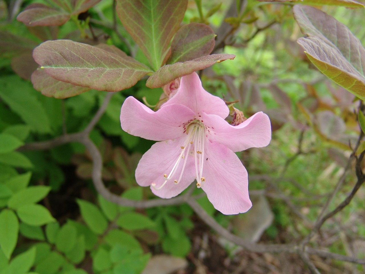 flowers nature affix free photo