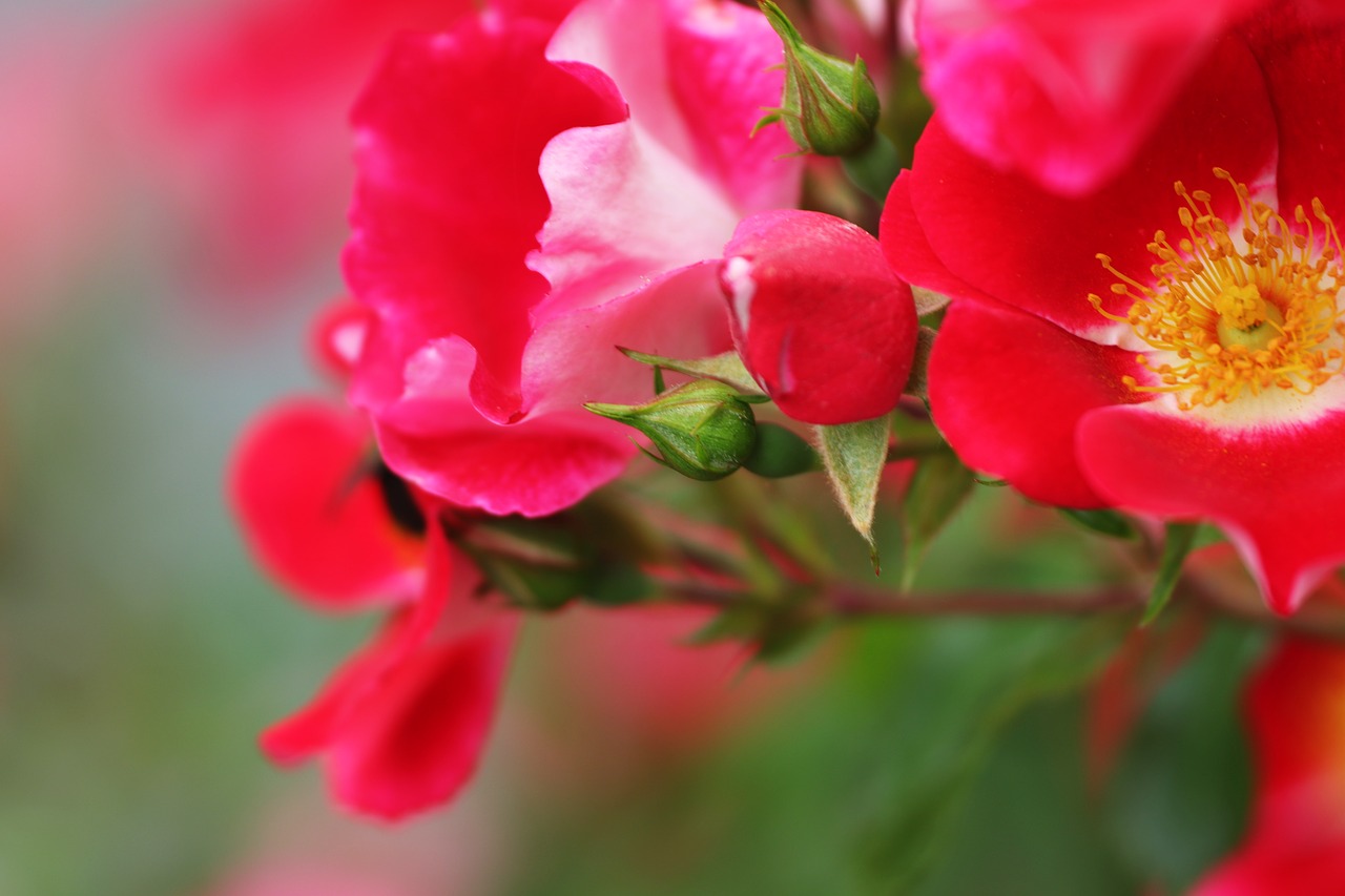 flowers  red  floral free photo