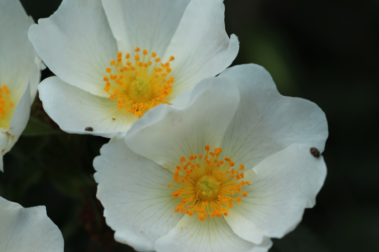 flowers  macro  floral free photo