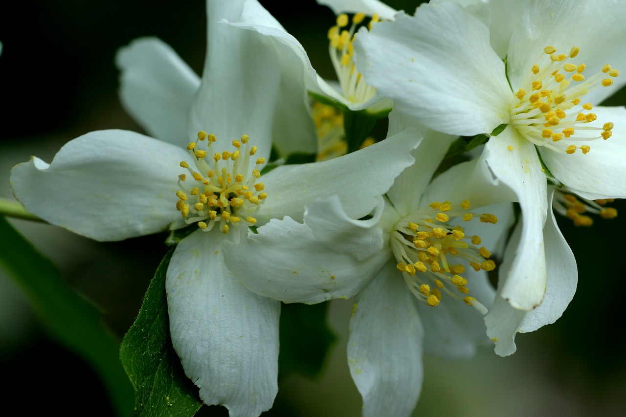 flowers  macro  floral free photo