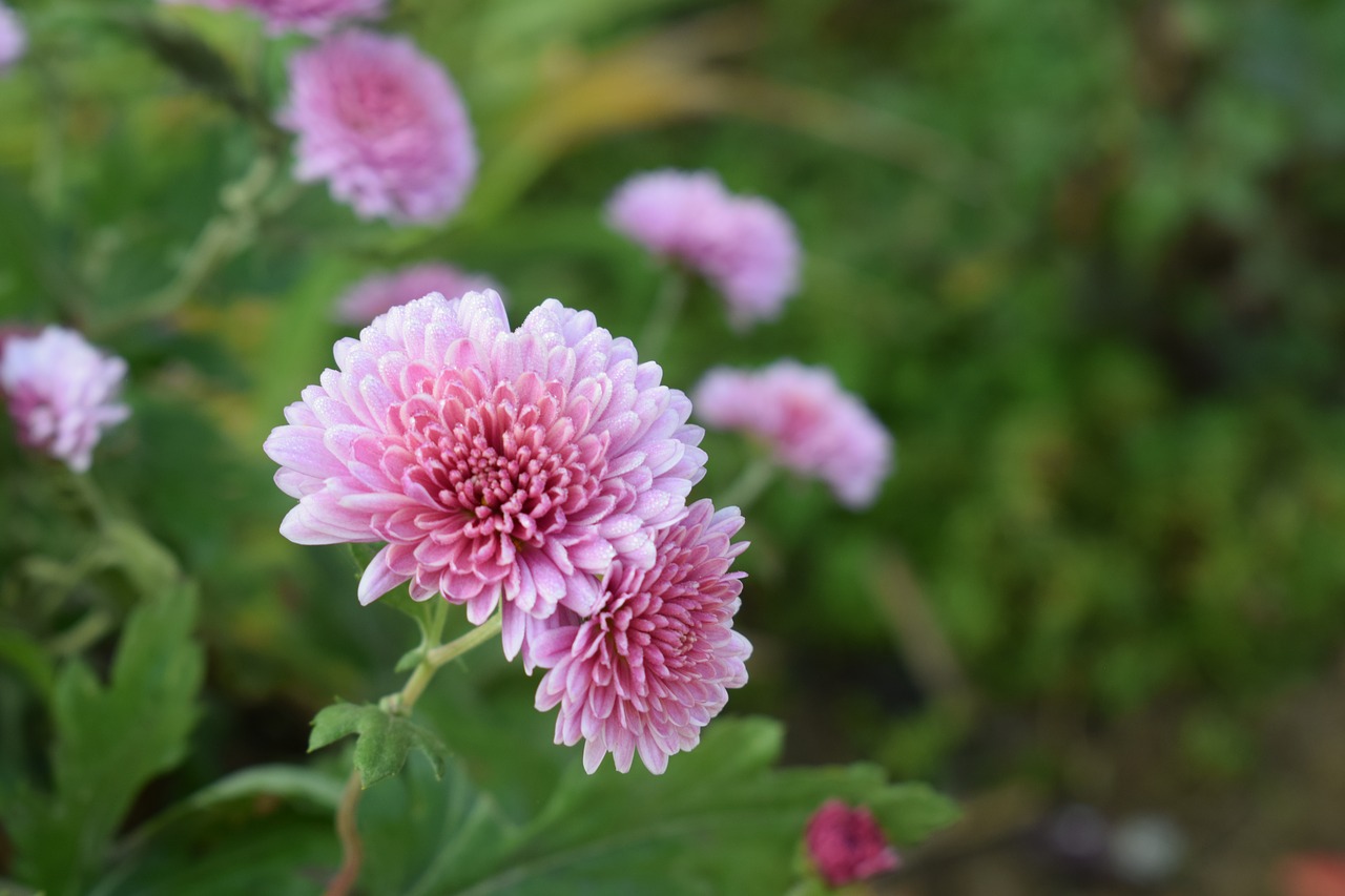 flowers  nature  blossom free photo