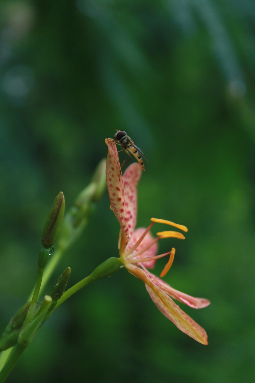 flowers  bee  nature free photo