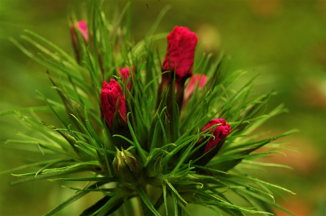flowers  carnations  the buds of carnations free photo
