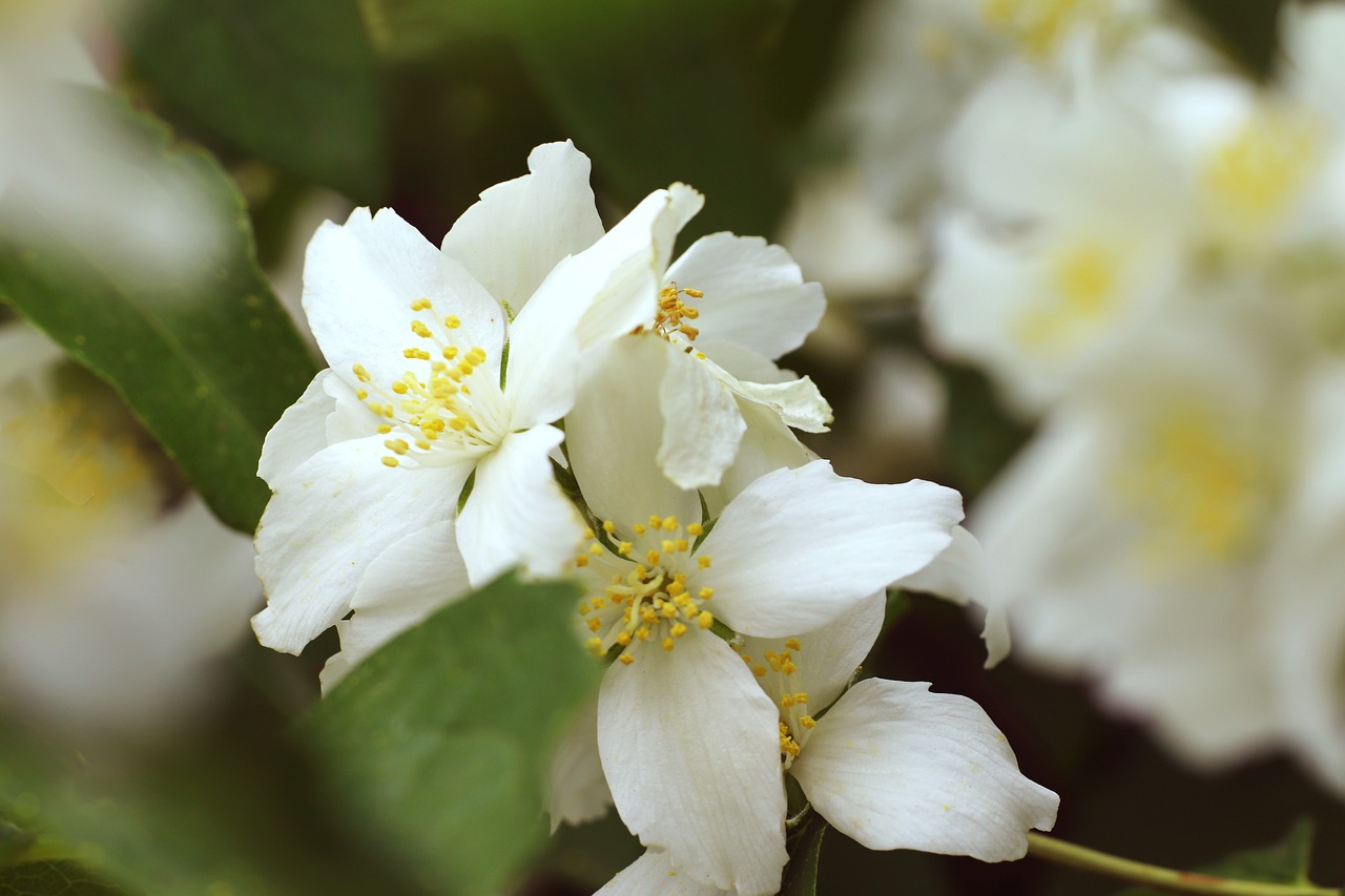 flowers  plants  spring free photo