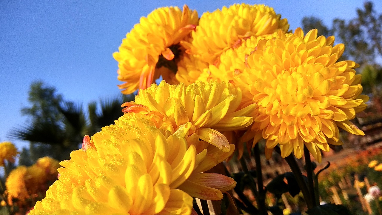 flowers  marigold flowers  yellow free photo