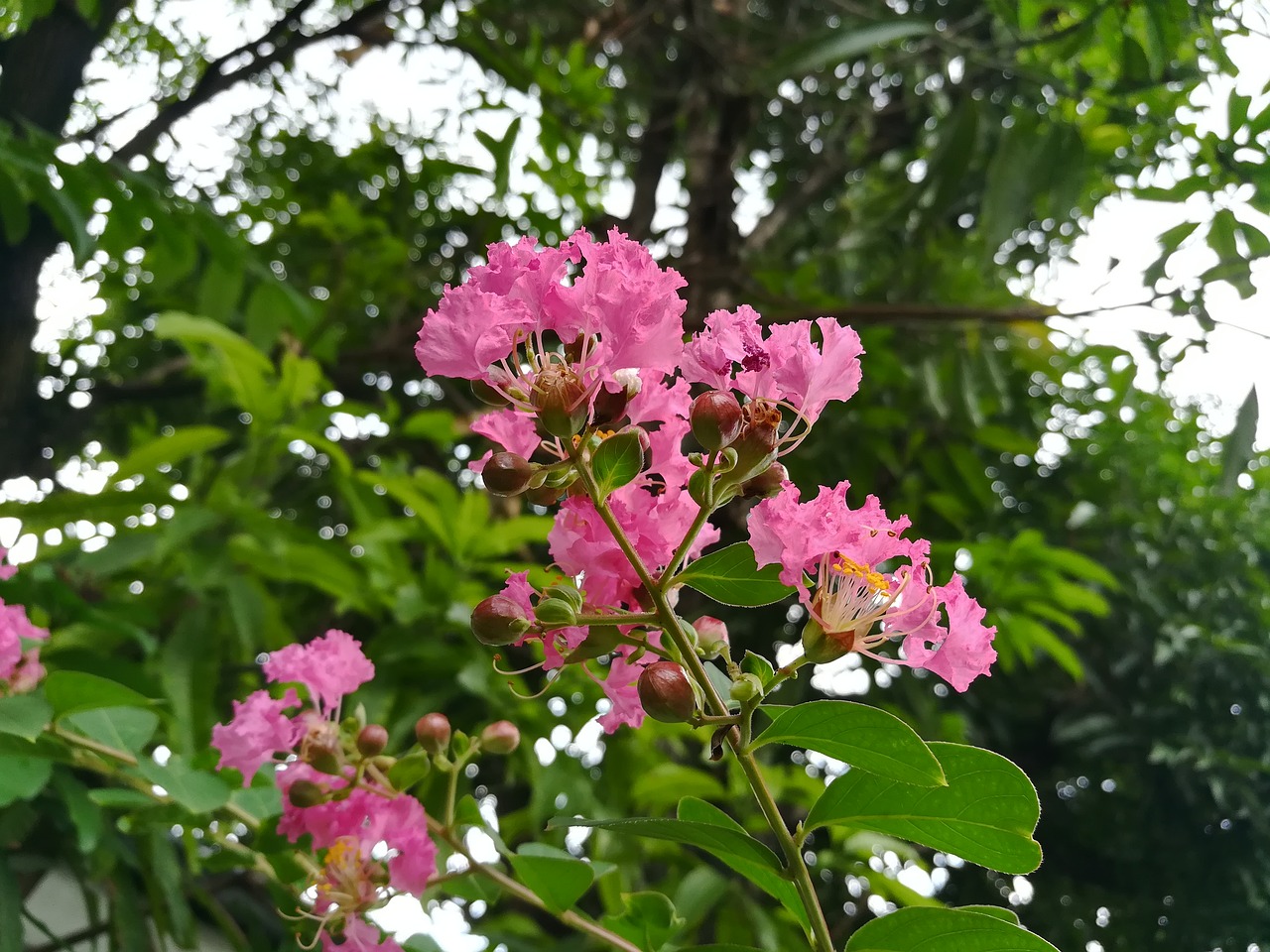 flowers  pink free pictures free photo