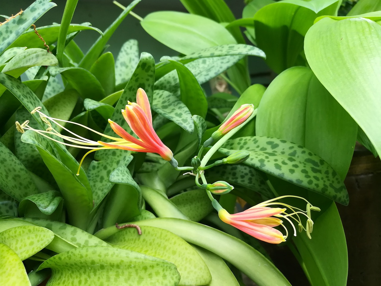 flowers  orange  green free photo