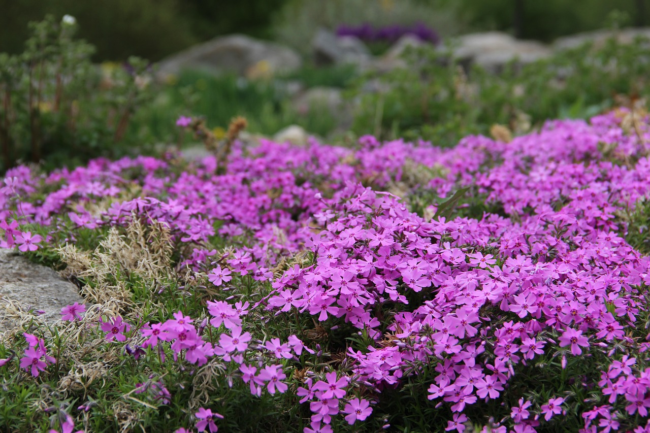 flowers  mountain free pictures free photo