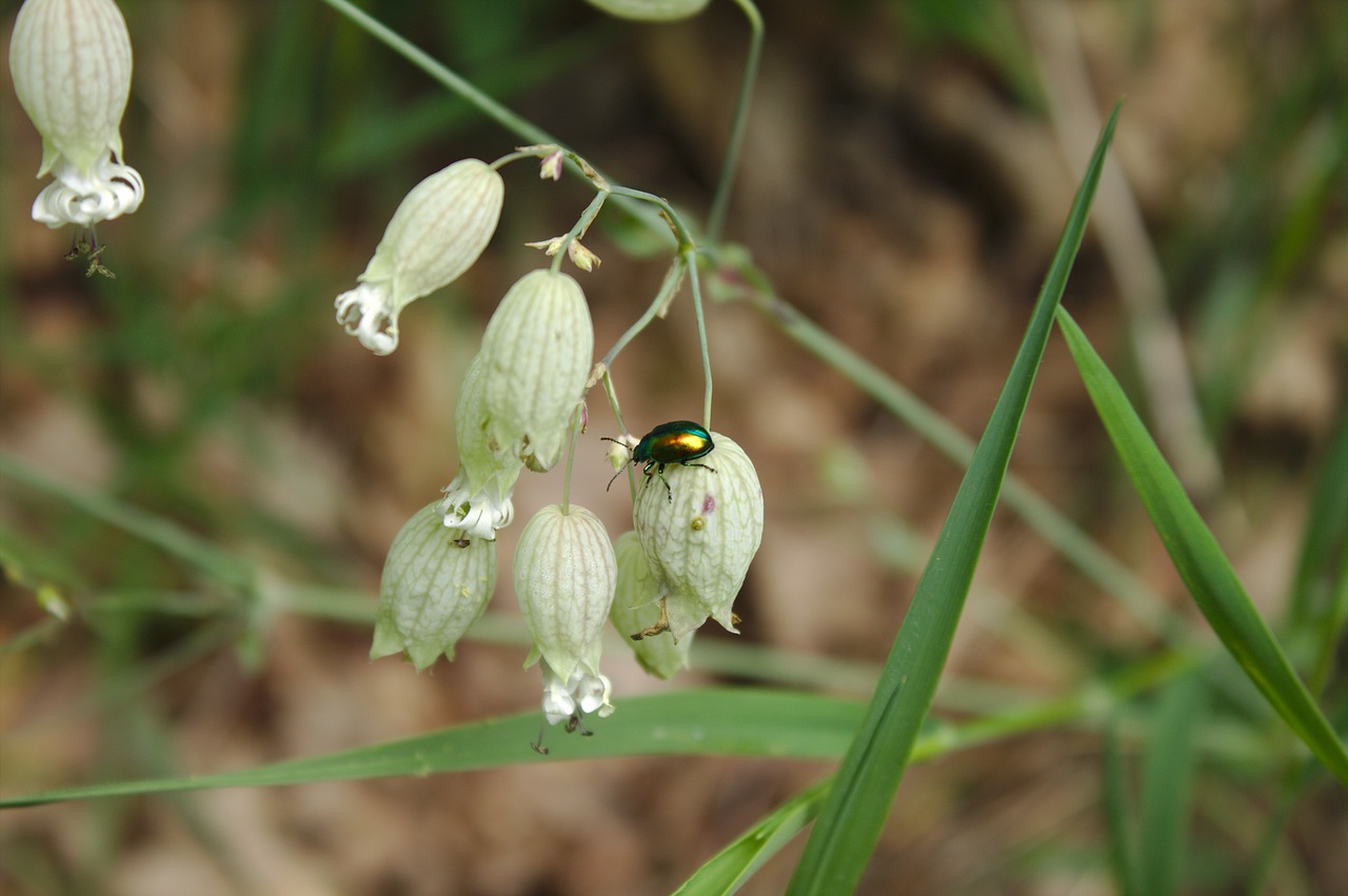 flowers  insect  field free photo