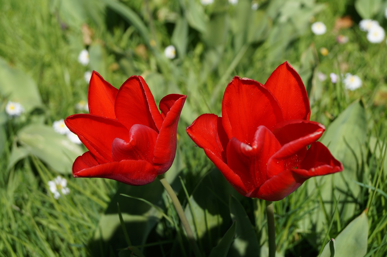 flowers  meadow  tulip free photo