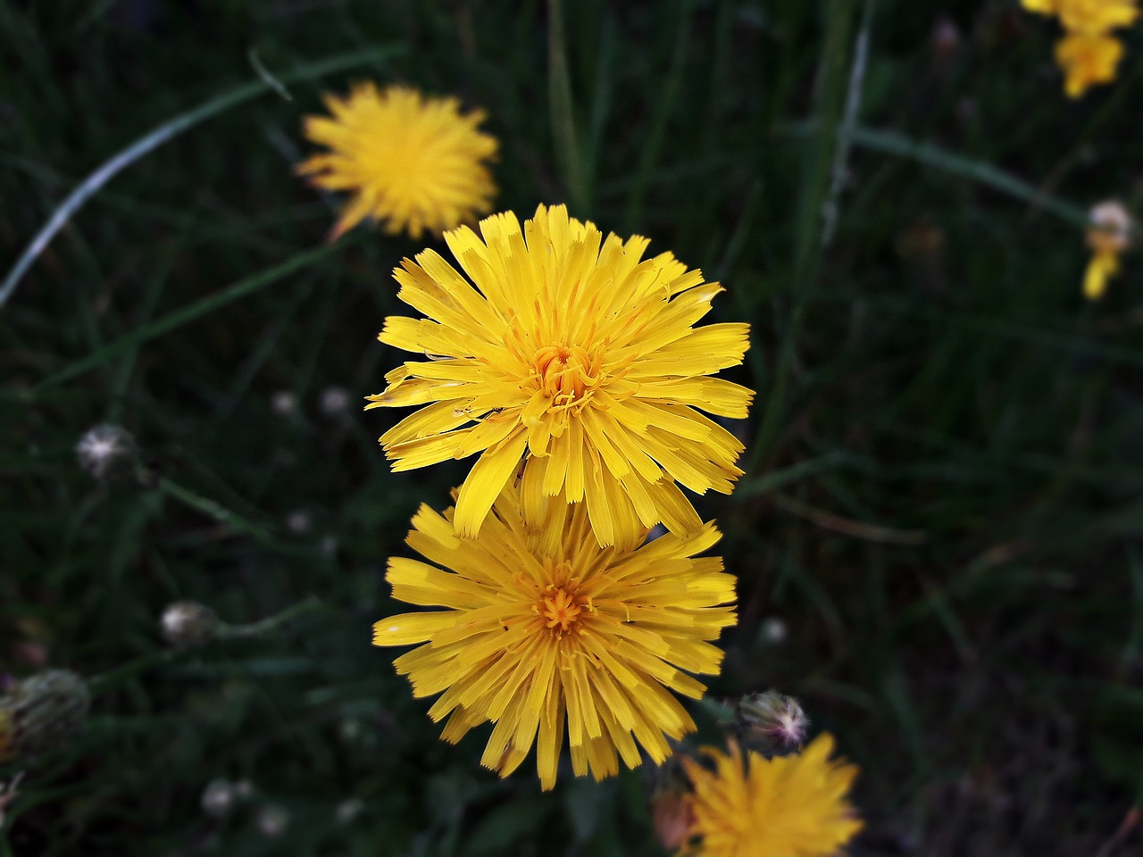 flowers  meadow  spring free photo