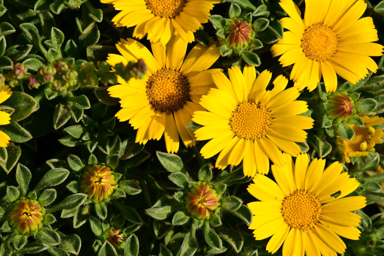 flowers  yellow  yellow flower free photo