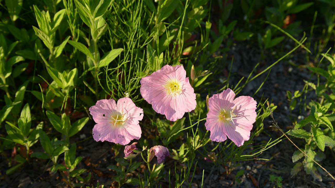 flowers  spring  wildflower free photo