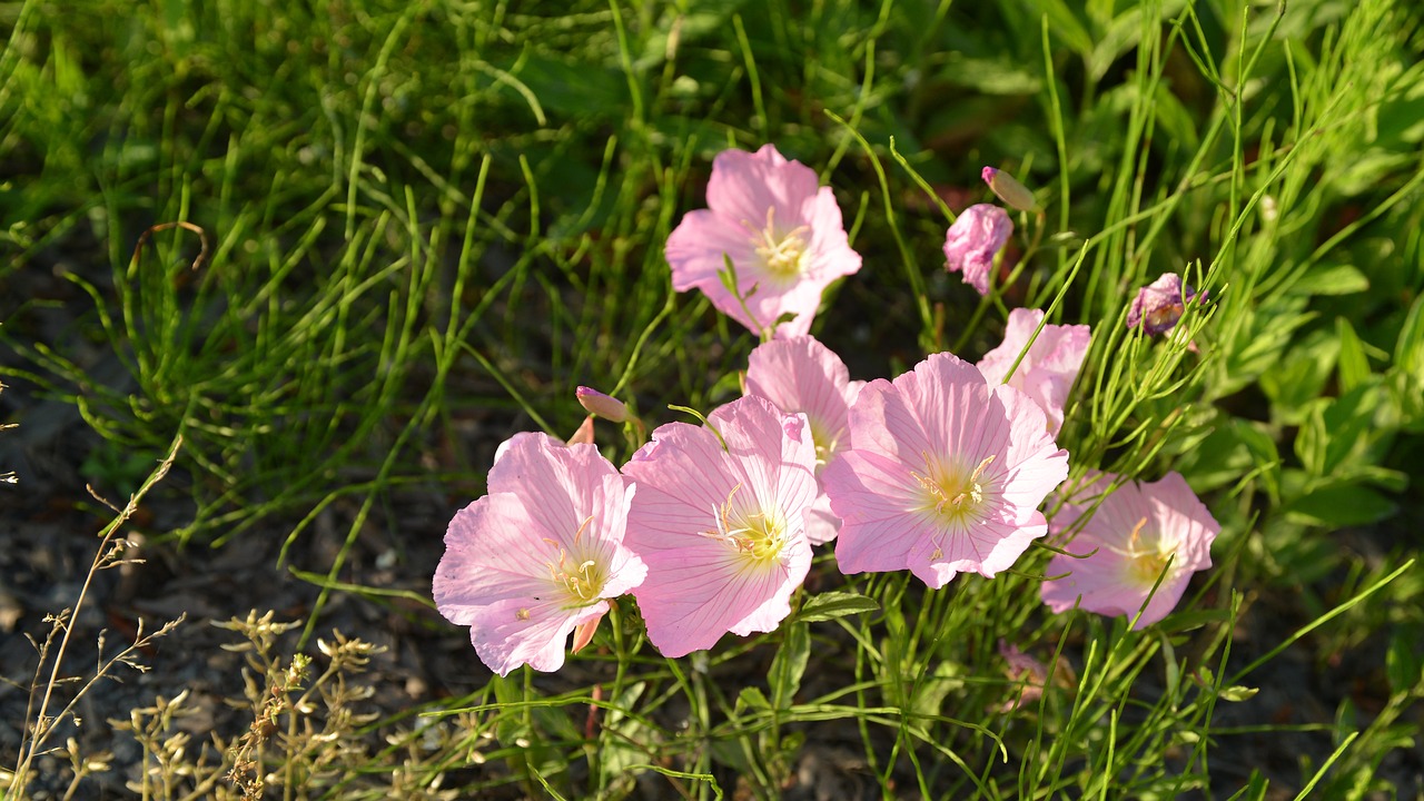 flowers  spring  wildflower free photo