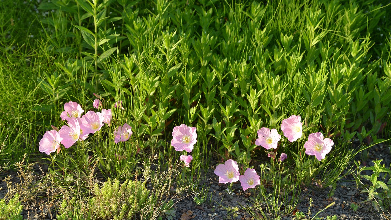 flowers  spring  wildflower free photo