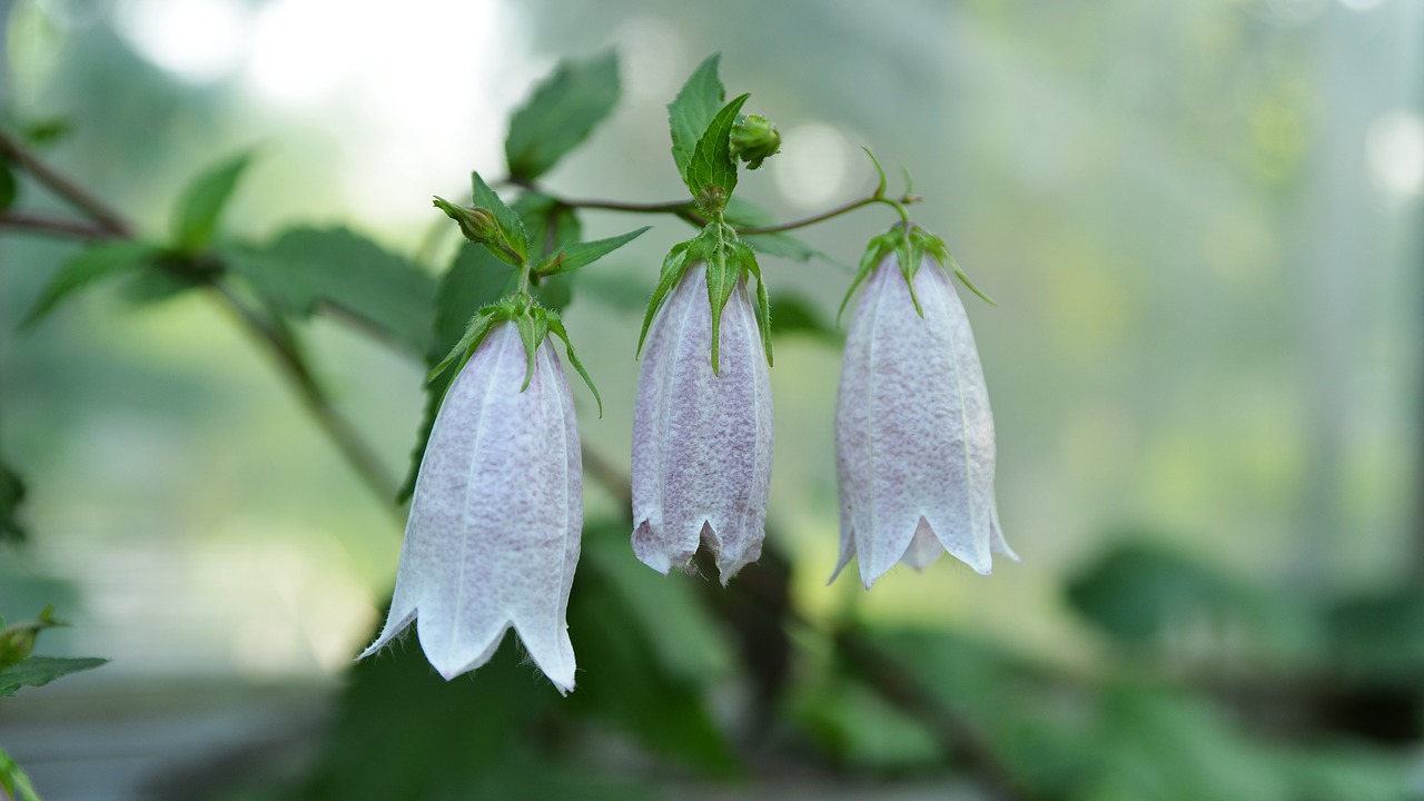 flowers  spring  wildflower free photo