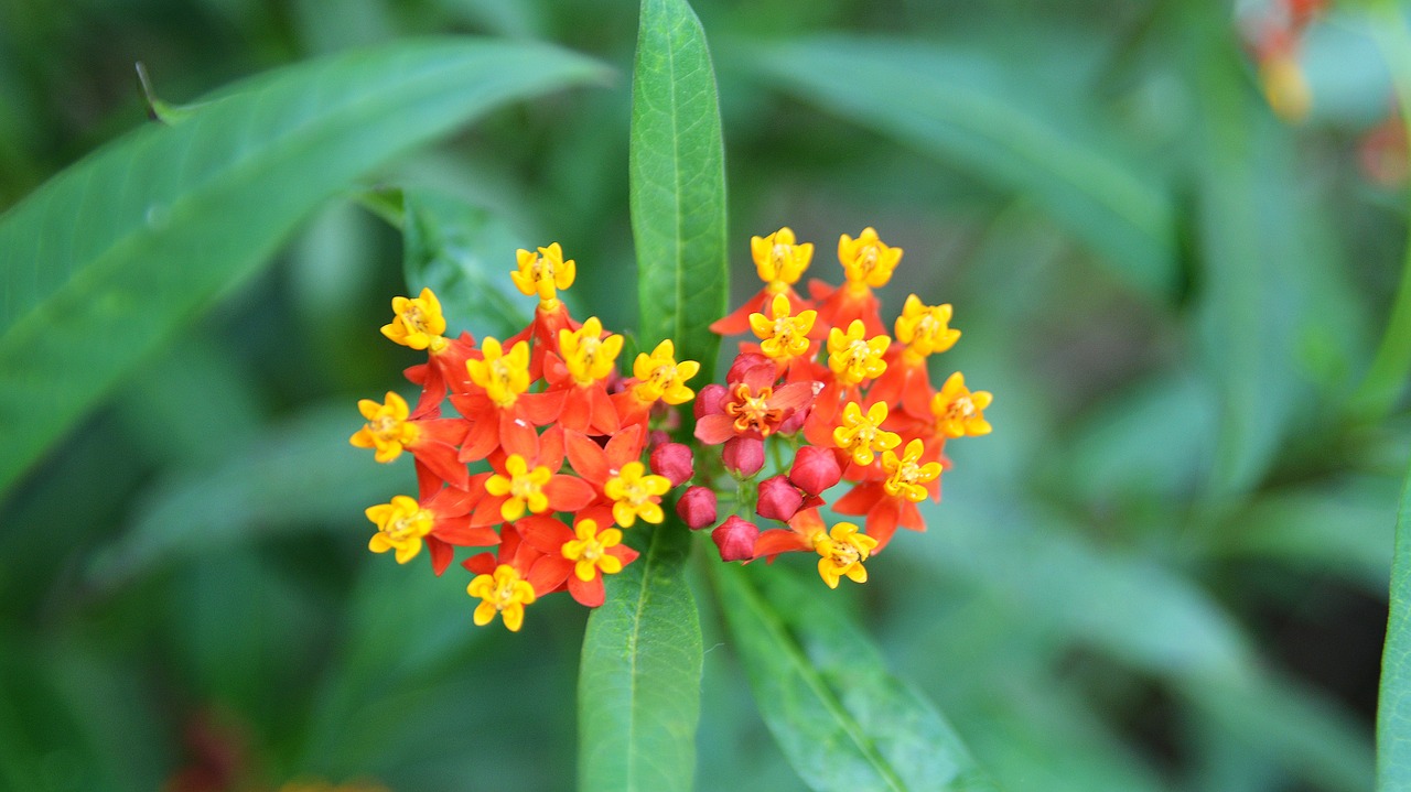 flowers  spring  wildflower free photo