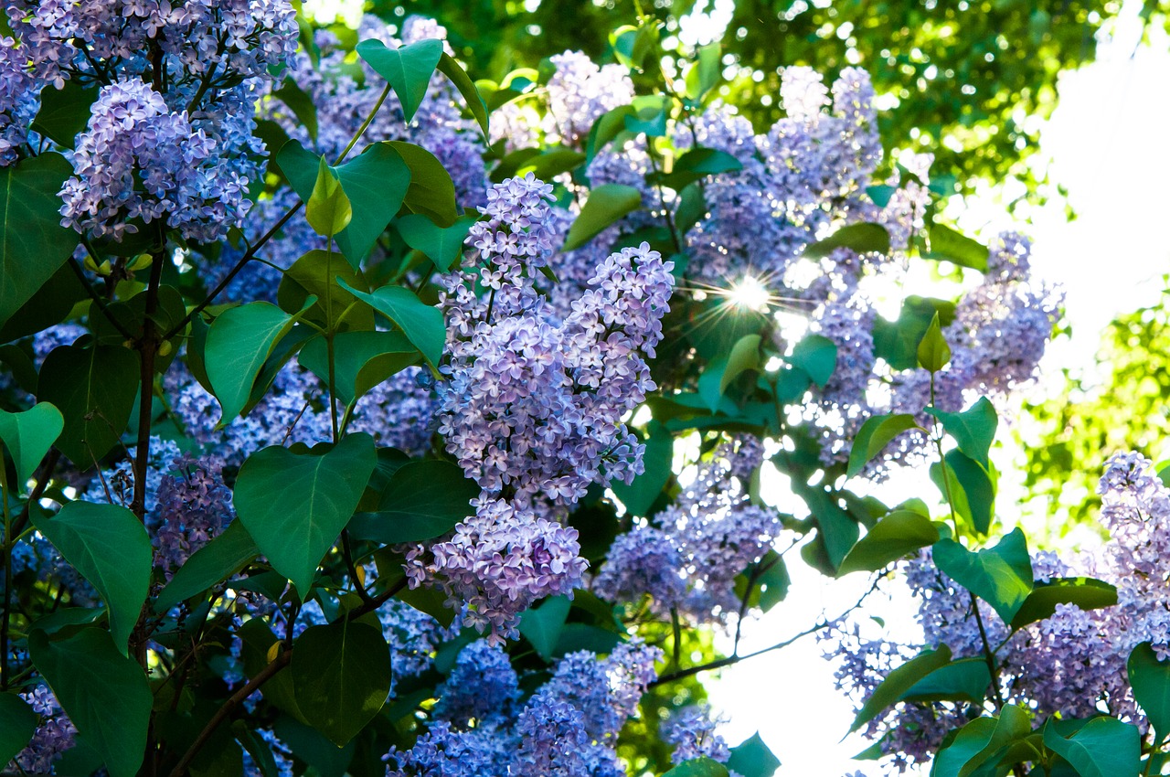 flowers  lilac  lilac flowers free photo