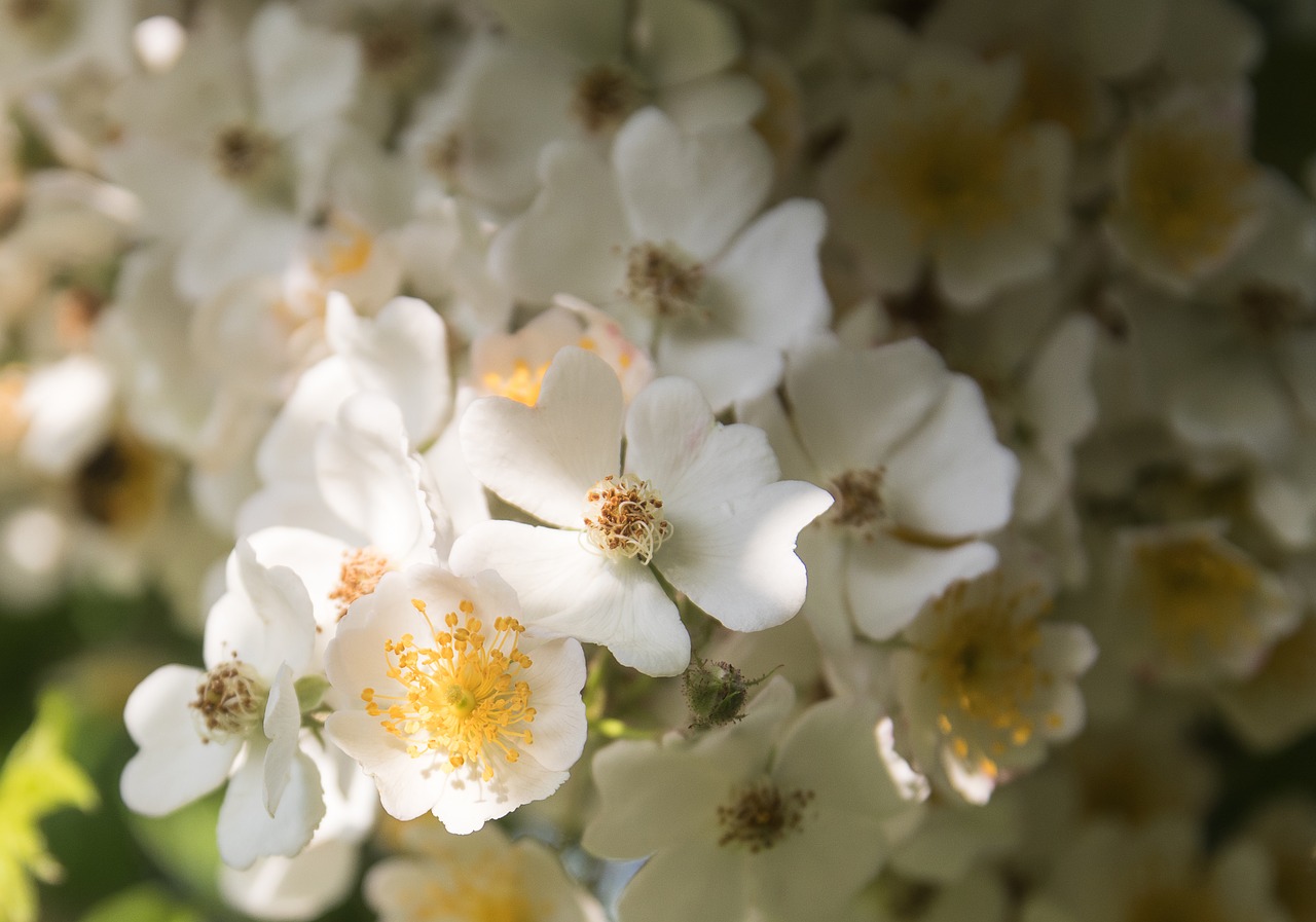 flowers  blossom  bloom free photo