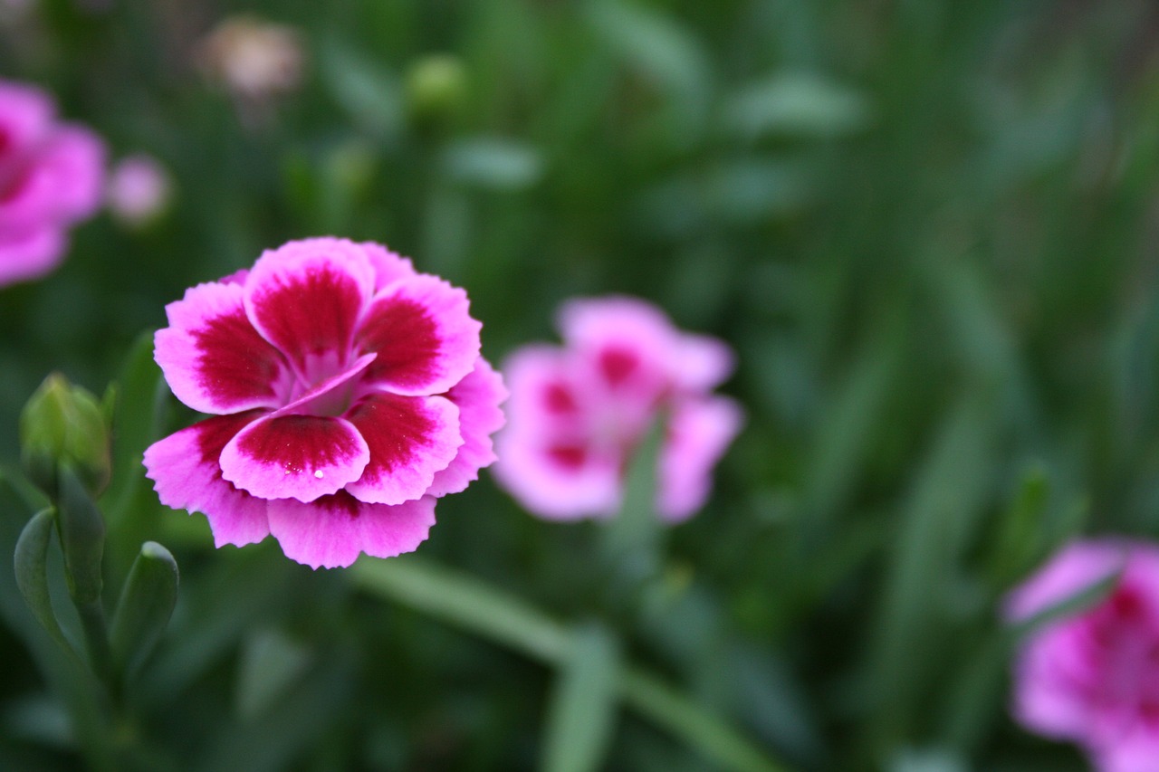 flowers  plants  nature free photo