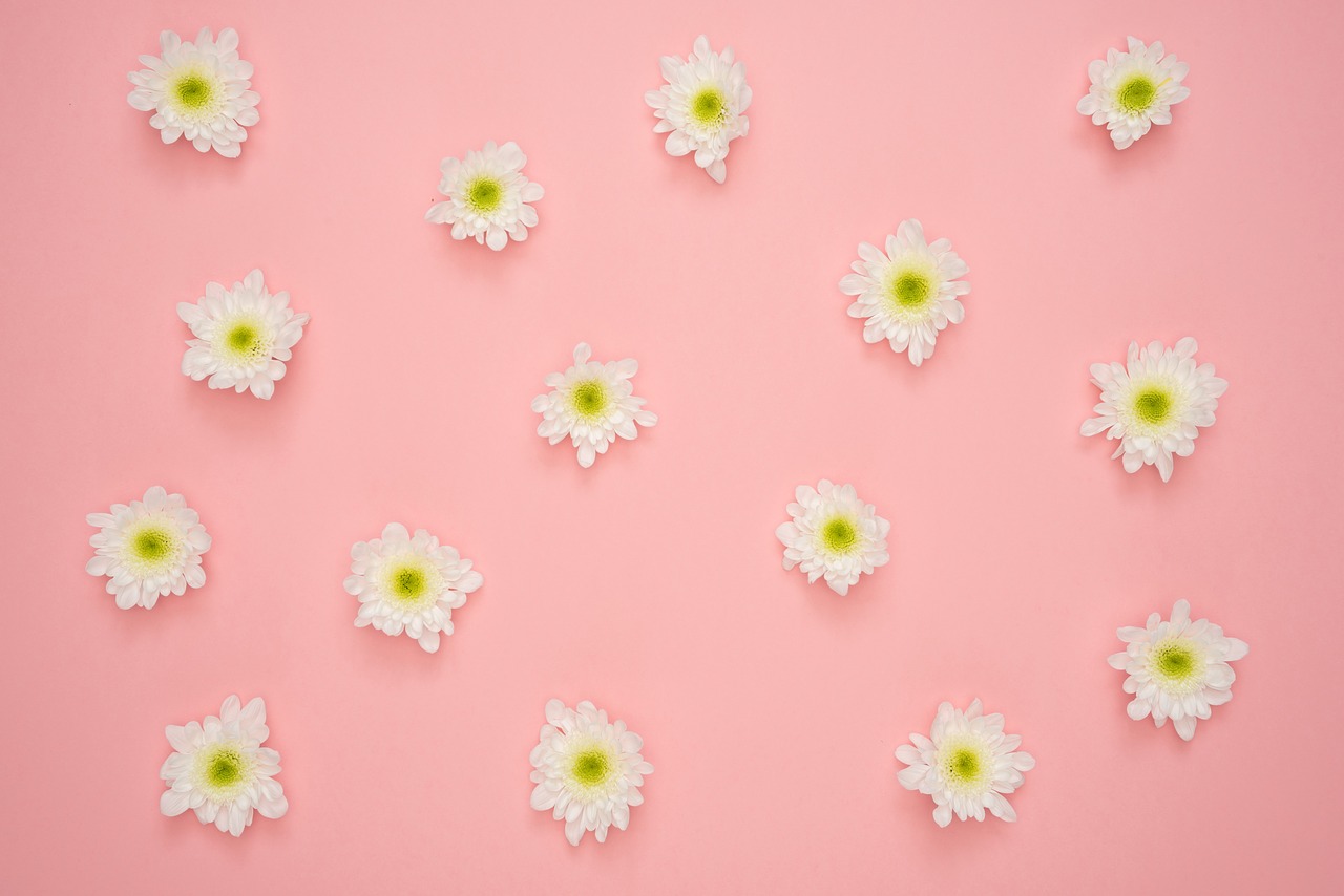 flowers  yellow  pink background free photo