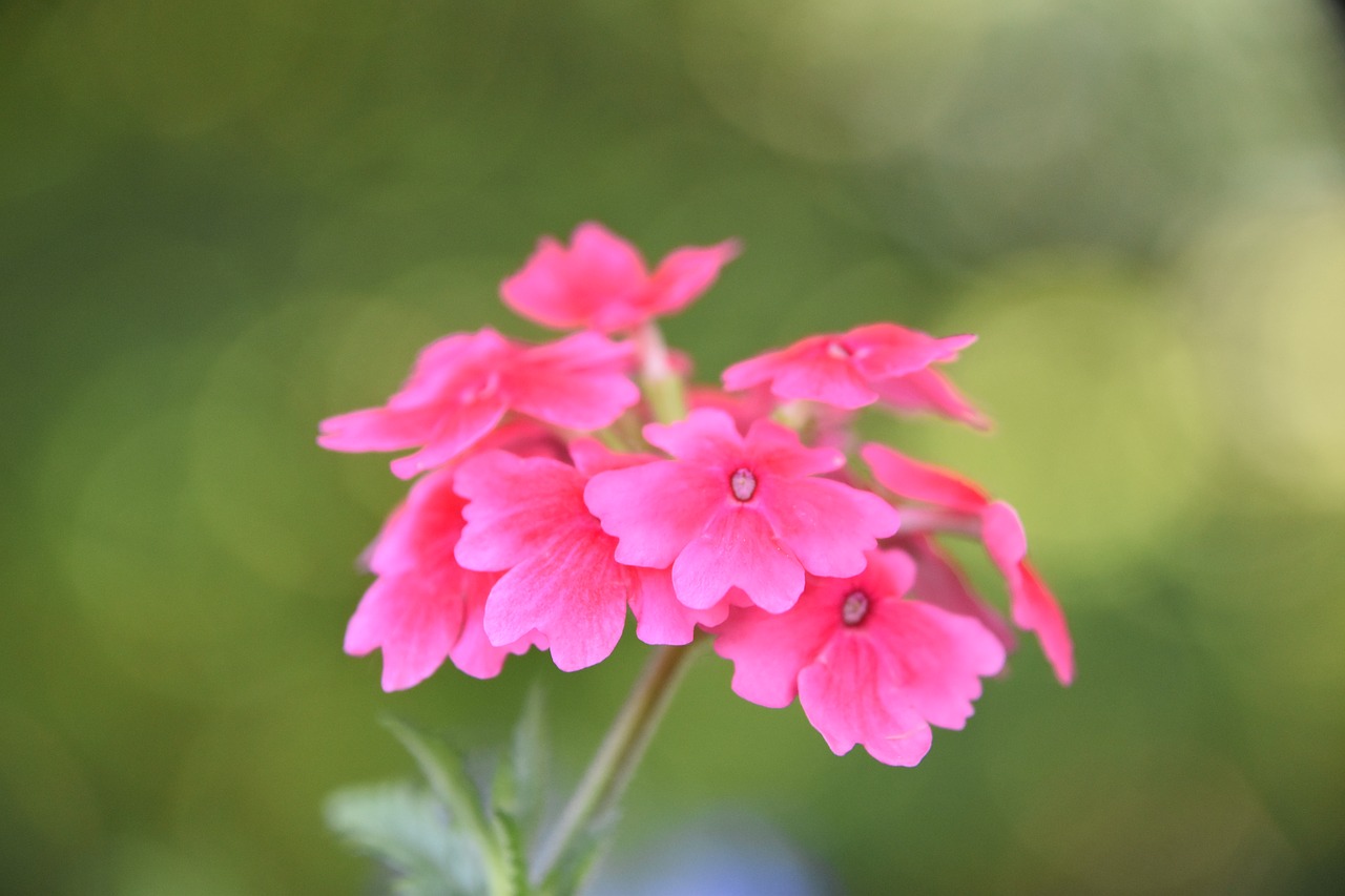 flowers  roses  nature free photo