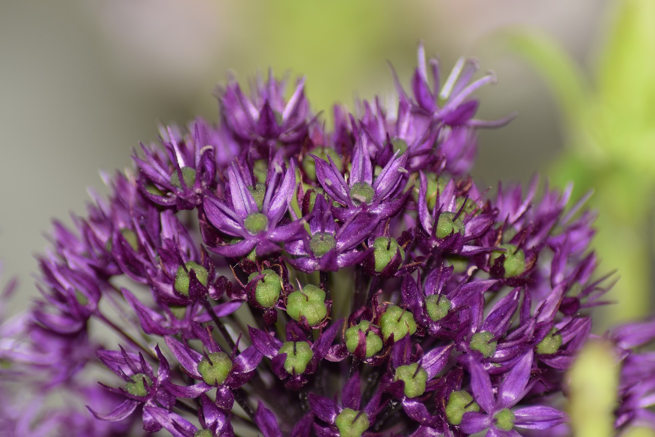 flowers  purple  bees free photo