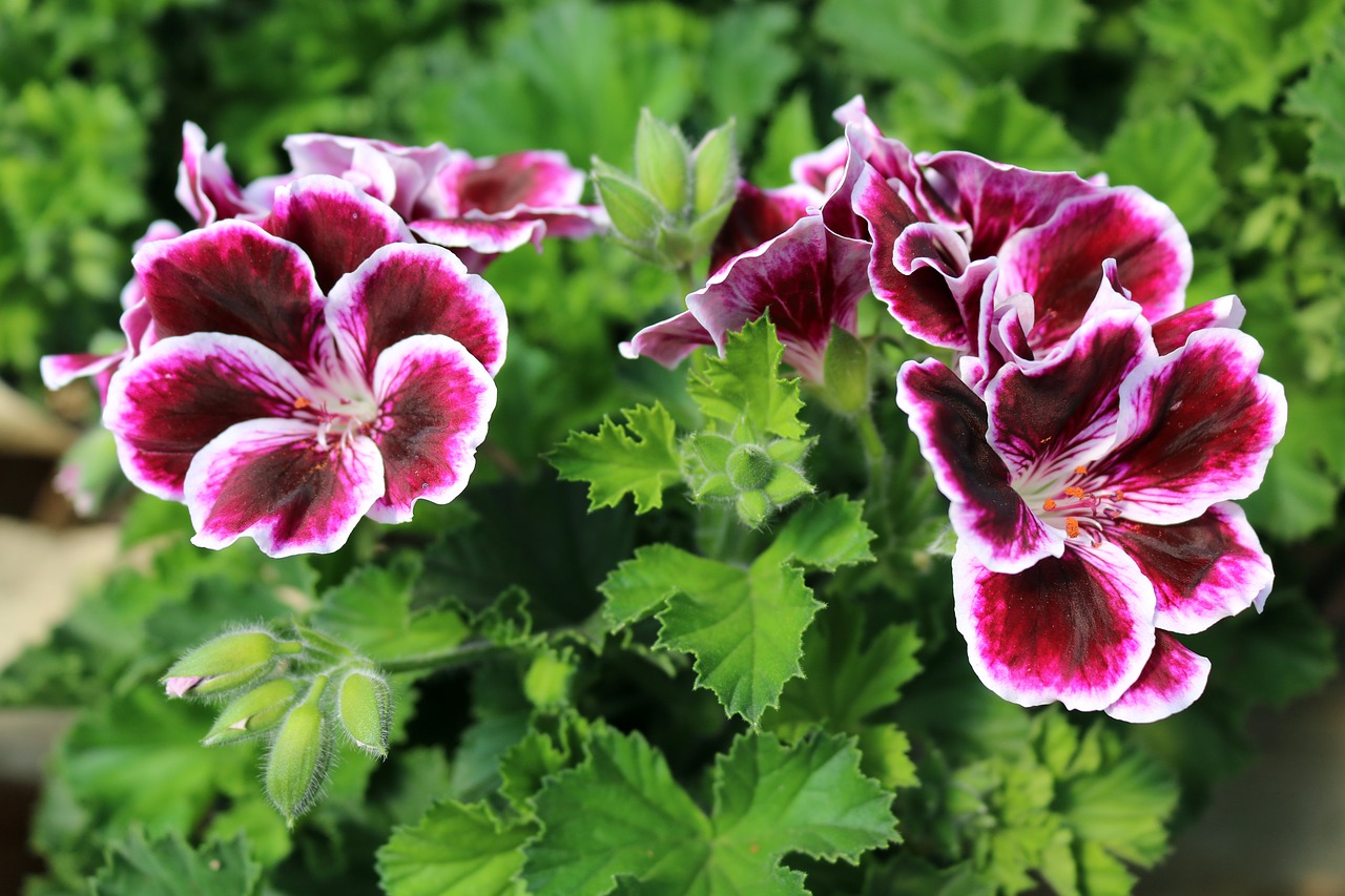 flowers  red  pink free photo